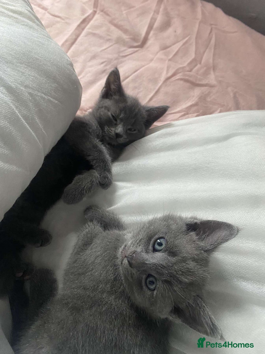 Russian Blue cats for sale: Russian blue kittens  - Image 1