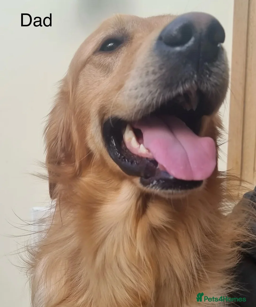 Golden Retriever dogs for sale: Chunky KC Female Golden Retrievers - Advert 14