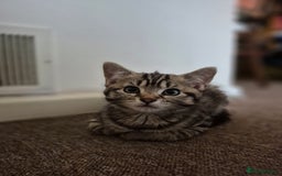 British Shorthair cats for sale: FOUND NEW HOMES - CUTE BROWN TABBY KITTEN  - Image 6