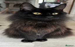Maine Coon cats for sale: 2 Large Tica Maine Coon Kittens - Image 31
