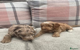 Cockapoo dogs for sale: f1b toy  stunning cockerpoos  - Image 19