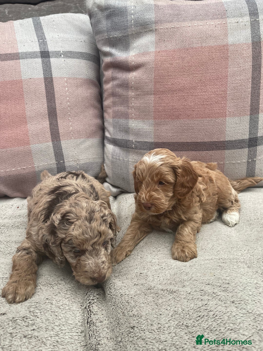 Cockapoo dogs for sale: f1b toy  stunning cockerpoos  - Image 19