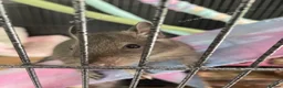 Degus rodents for sale: Two bonded female Degus - Advert 2