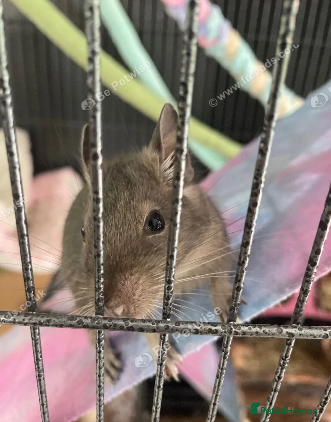 Degus rodents for sale: Two bonded female Degus - Advert 2
