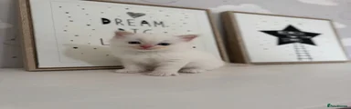 Ragdoll Kitten 1