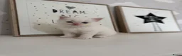 Ragdoll cats for sale: Purebred Ragdoll Kitten - Advert 5