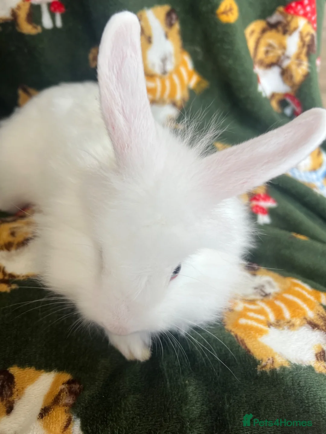 Lionhead rabbits for sale: 2 white lionheads  in Southport - Advert 4