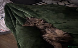 American Shorthair cats for sale: Tabby Kitten  - Image 16