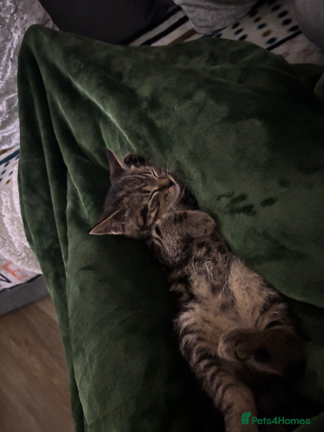 American Shorthair cats for sale: Tabby Kitten  - Image 16