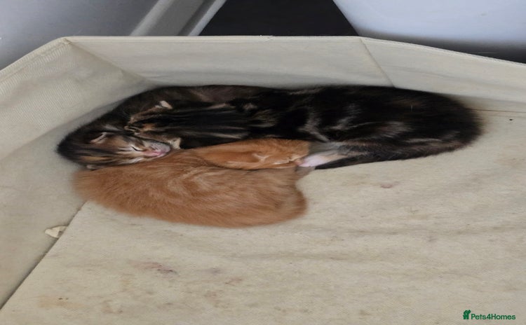 Domestic Shorthair cats - Advert 2