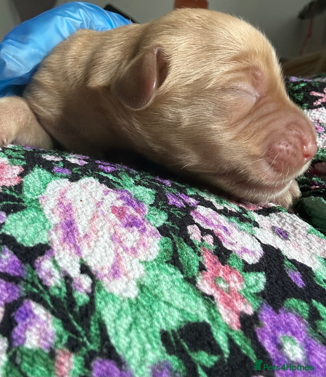 Springador dogs for sale: 3/4 Labrador (Springador x Labrador) Pups for Sale - Image 14