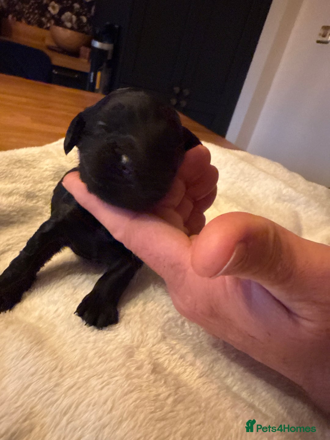 Cockapoo dogs for sale: Beautiful f2 cockapoos puppies 5 girls 3 boys  - Advert 10