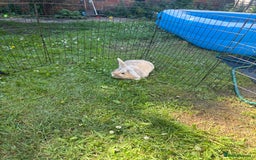 Mini Lop rabbits for sale: Reggie mini lop male 2 years old almost  - Image 3