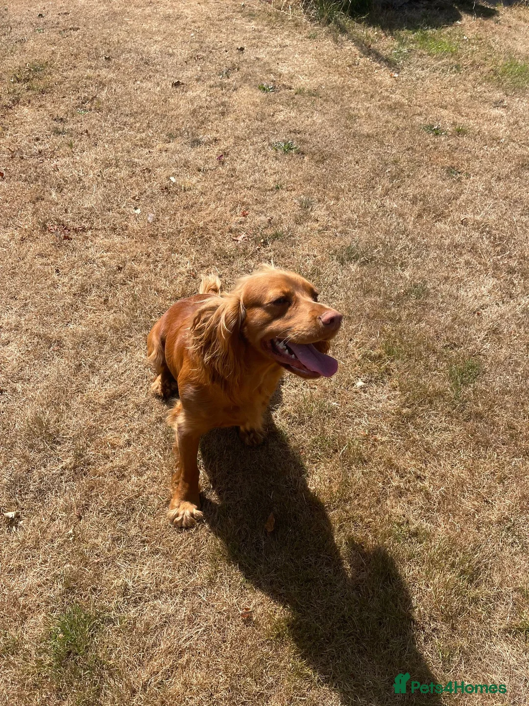 Cocker Spaniel dogs for stud: KC Registered Working Cocker Spaniel Stud Dog DN9 in Doncaster - Advert 2
