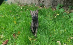 German Shepherd dogs for sale: German Shepherd Puppies - Image 4