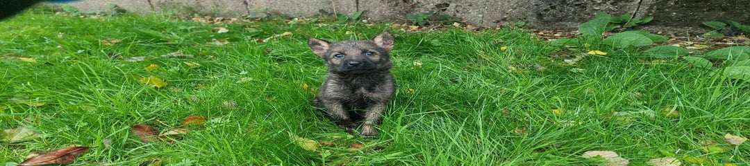 German Shepherd Puppy 8