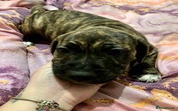 Mixed Breed dogs for sale: Beautiful staffy cross puppies  - Image 2