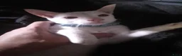 Siamese cats for sale: Siamese kitten - Advert 1