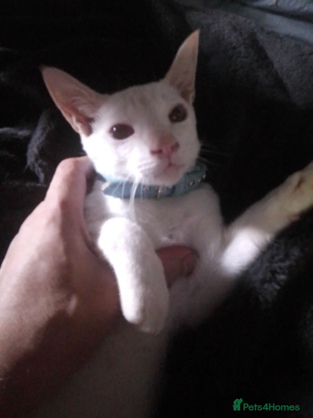 Siamese cats for sale: Siamese kitten - Advert 1