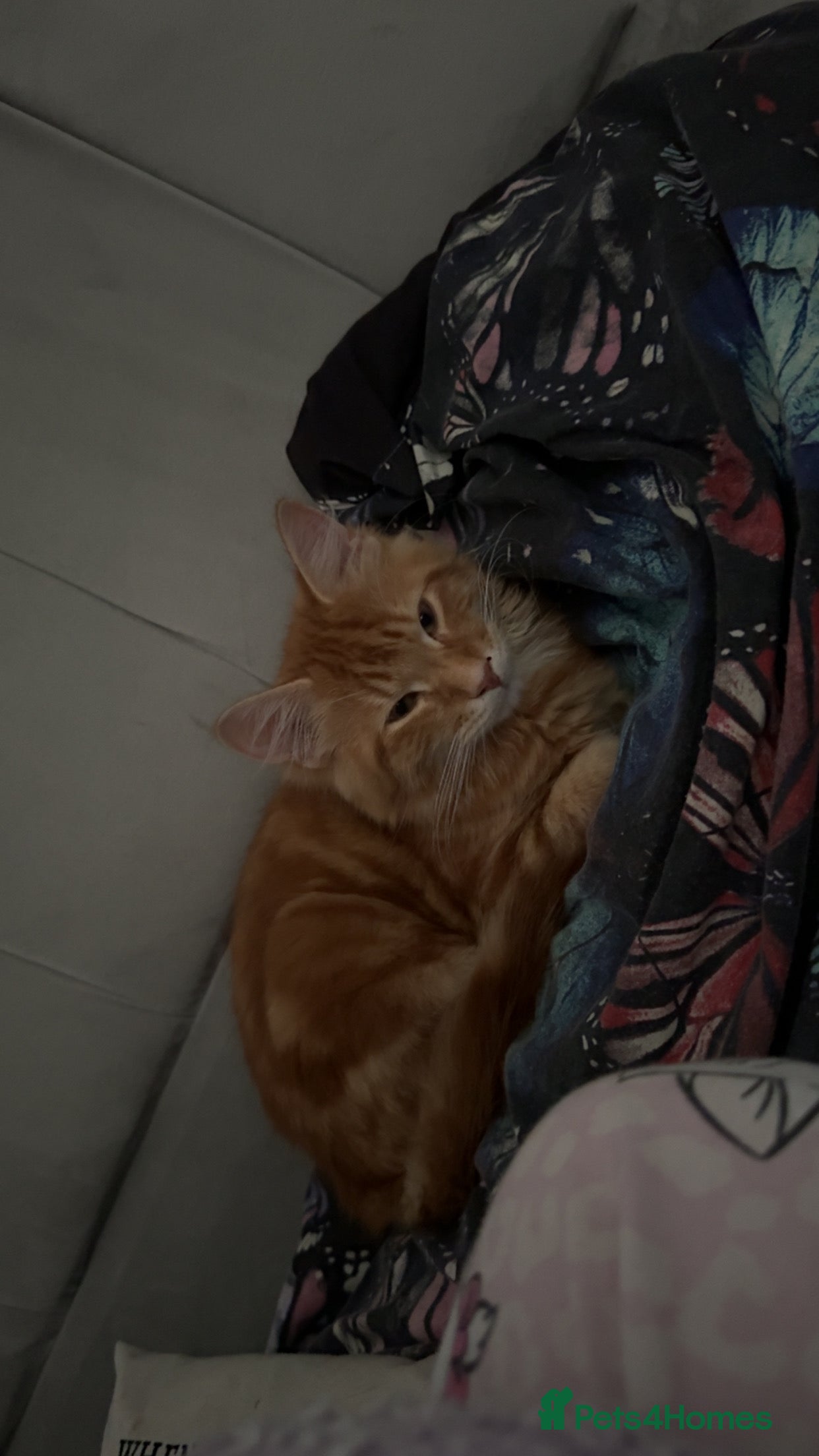 Domestic Shorthair cats Cat for sale  - Advert 1