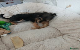 Mixed Breed dogs for sale: Jack russell cross border  - Image 4