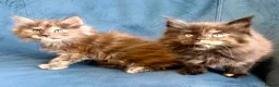 Maine Coon cats for sale: XL MAINE COON KITTENS UNIQUE COLOUR XL BLOODLINE - Advert 1
