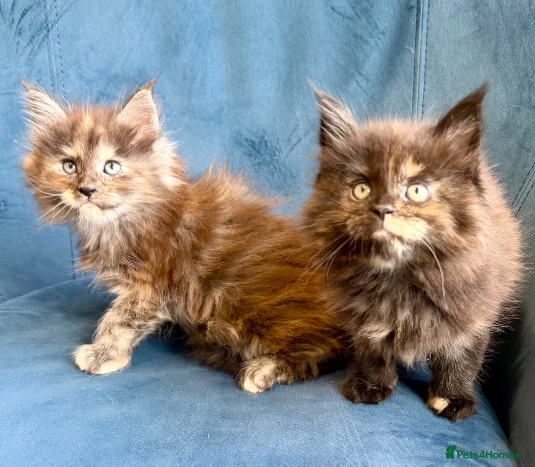 Maine Coon cats for sale: XL MAINE COON KITTENS UNIQUE COLOUR XL BLOODLINE - Advert 1