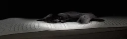 British Shorthair cats for sale: Chocolate Kitten - Advert 4