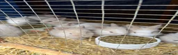 Lionhead rabbits for sale: 9x gorgeous fluffy lionhead bunnies  - Advert 16