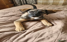 Mixed Breed dogs for adoption: 💖🐶 AMAYA 🐶💖 - Image 4