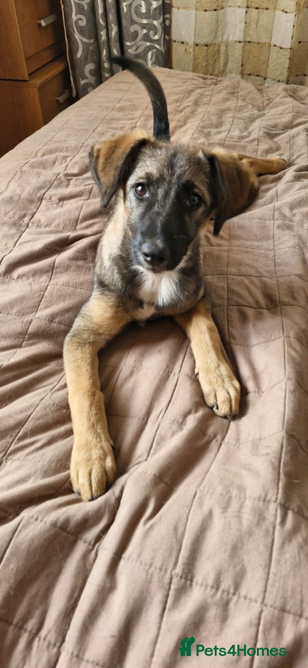 Mixed Breed dogs for adoption: 💖🐶 AMAYA 🐶💖 - Image 4
