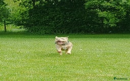 American Bully dogs for sale: Pocket bully  - Image 11