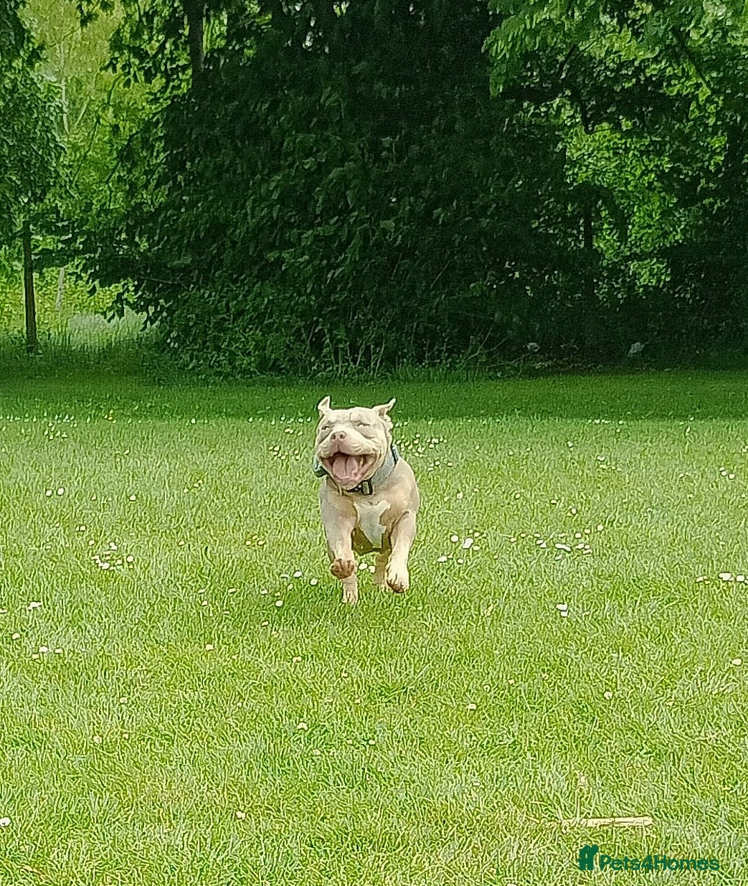 American Bully dogs for sale: Pocket bully  - Image 11