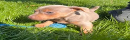 Jack Russell dogs for sale: Ready to leave lilac jack Russell’s  - Advert 3