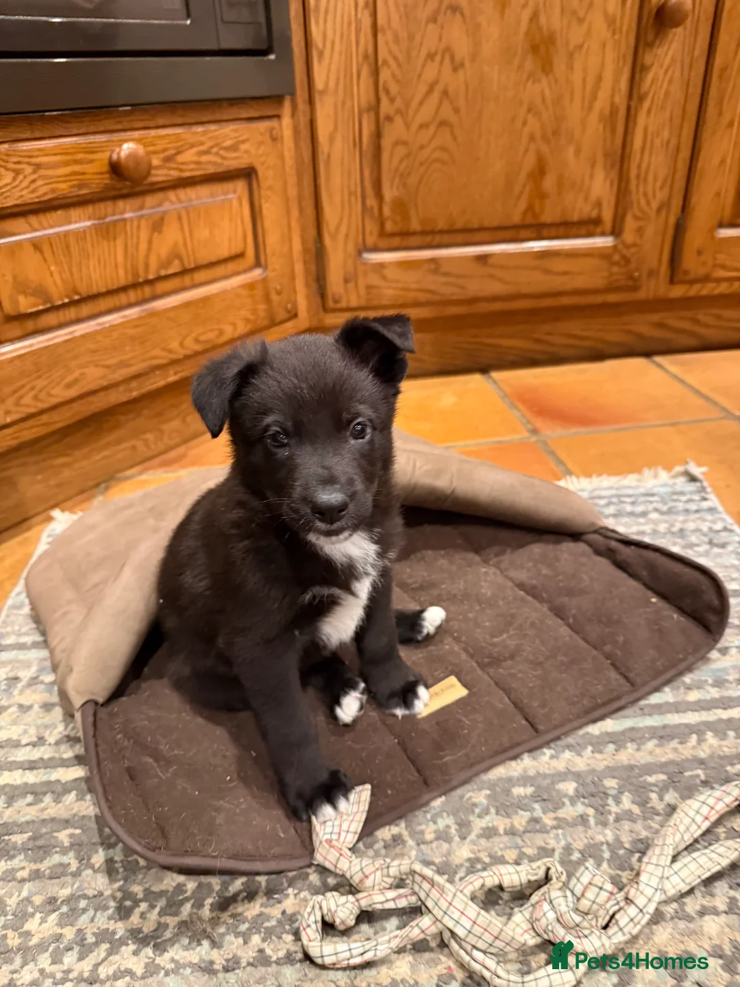 Mixed Breed dogs for sale: Shollie puppies -German Shepherd x Boarder Collie  in Oakham - Advert 2