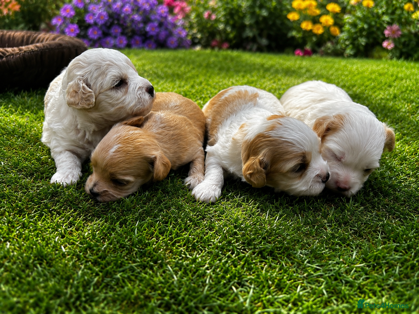 Maltipoo dogs 🐶 prestiage maltipoo puppies 🐶 - Advert 1
