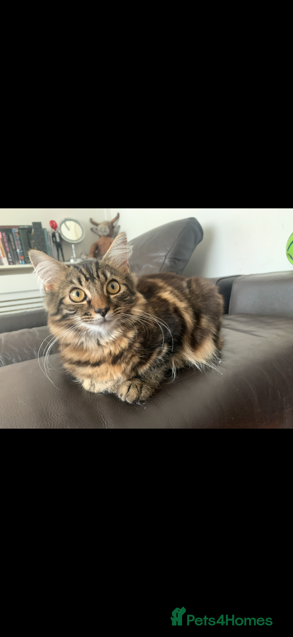 Mixed Breed cats Mix breed longhair female cat - Advert 1