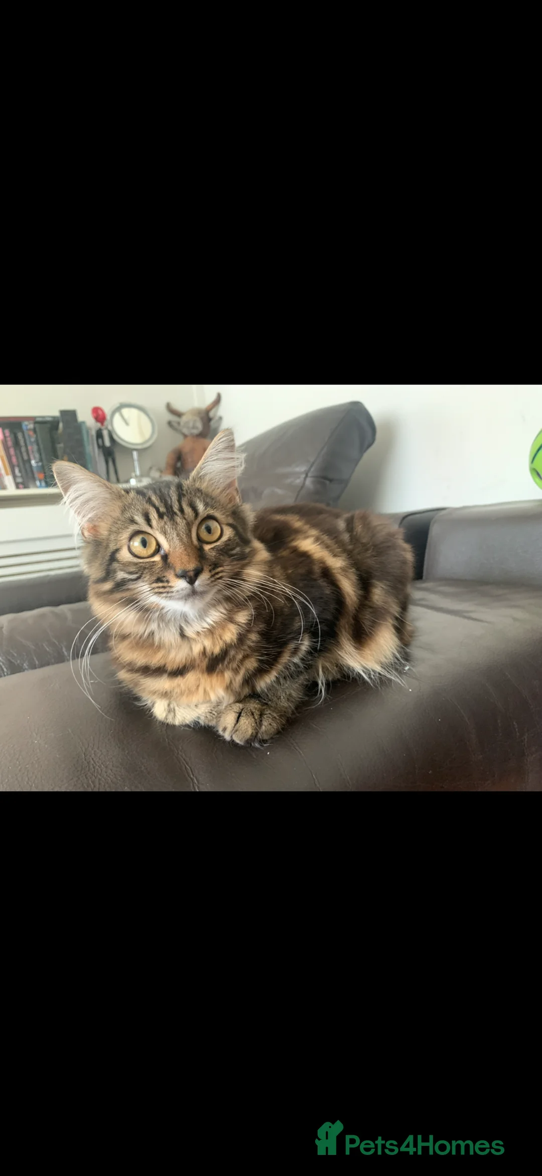 Mixed Breed cats for sale: Mix breed longhair female cat - Advert 1