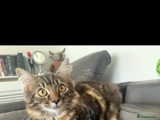 Mixed Breed cats Mix breed longhair female cat - Advert 12