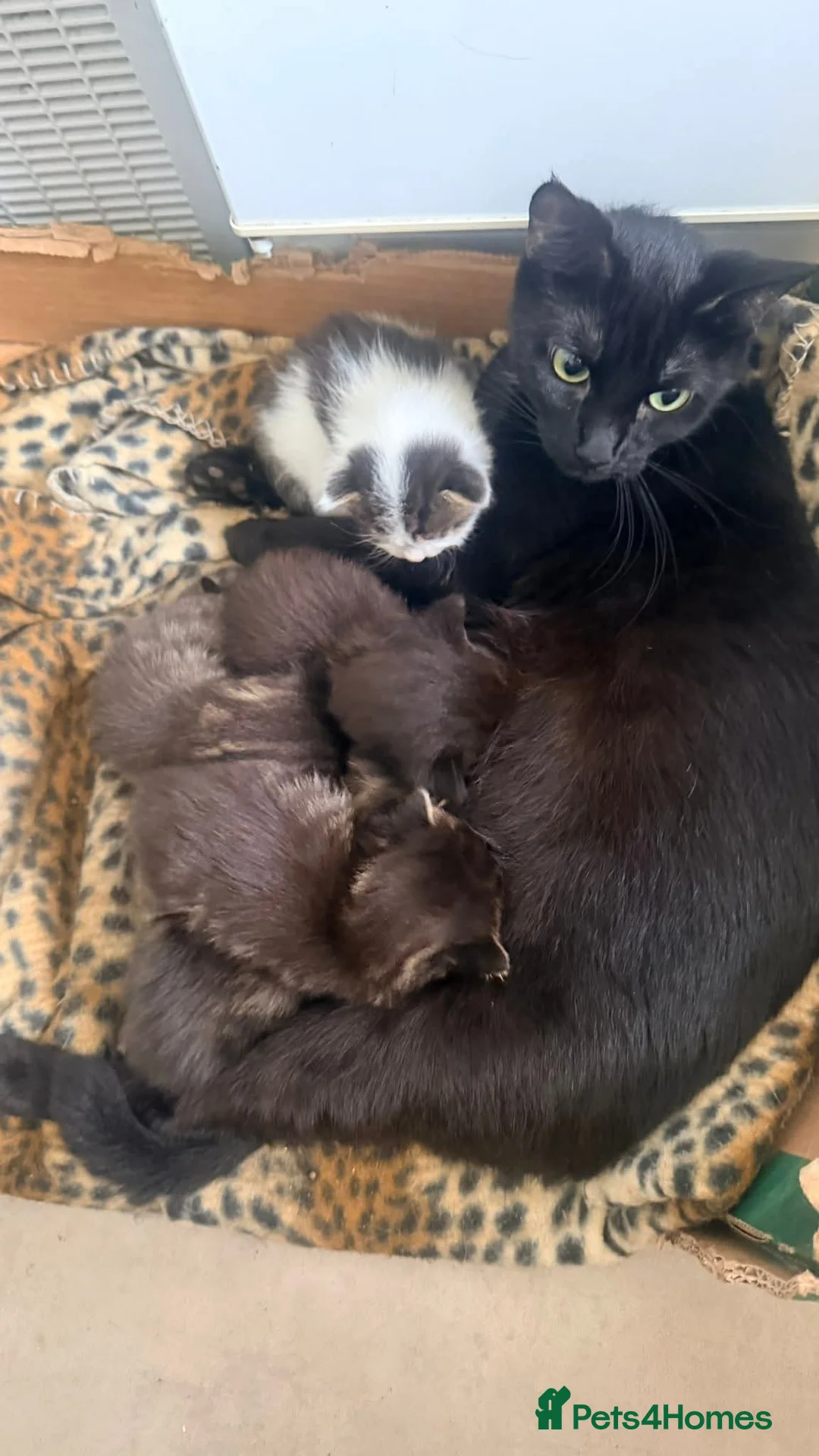 Mixed Breed cats for sale: Male kitten - Advert 2