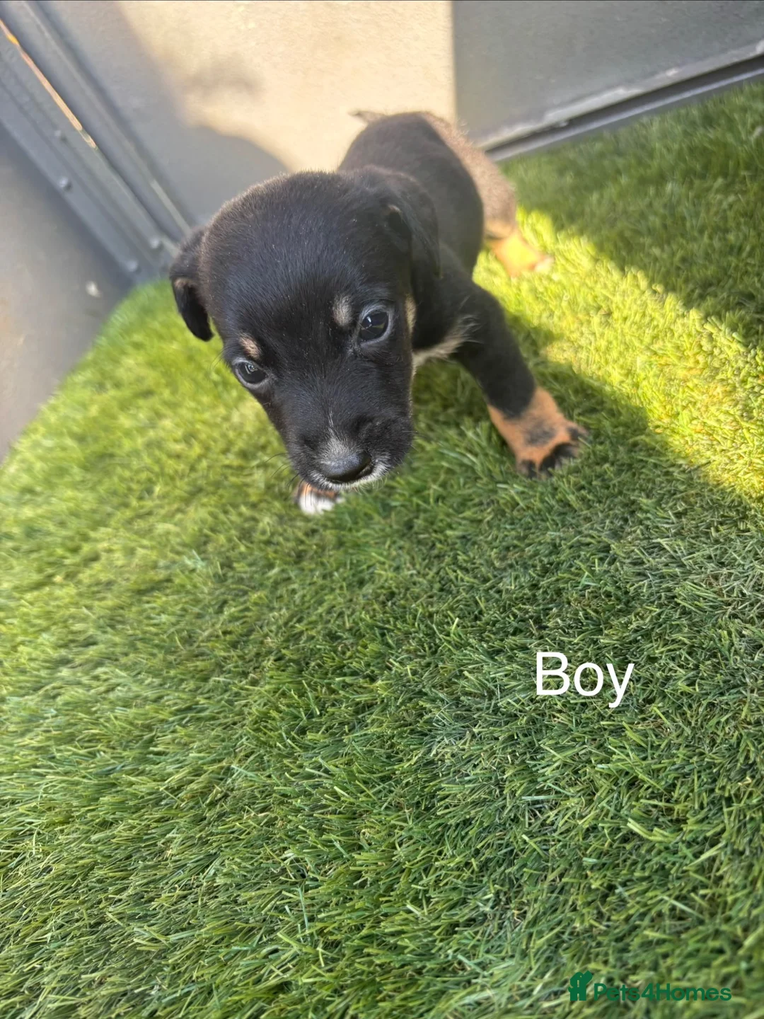 Mixed Breed dogs for sale: 9 beautiful border terriers x Lakeland terrier  - Advert 2