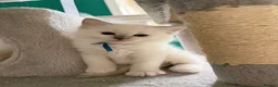 Ragdoll cats for sale: 🩵 GCCF Rare Lilac Male Ragdoll Kittens  - Advert 1