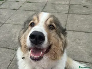 Mixed Breed dogs Willow needs a loving home - Advert 1