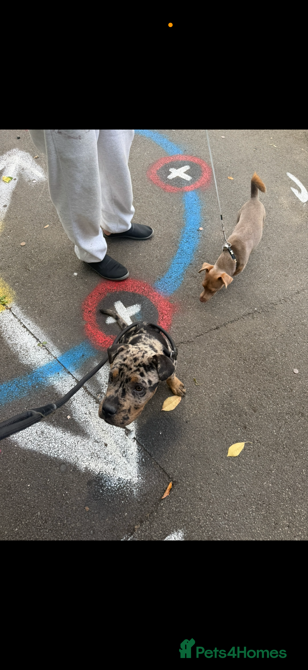 Mixed Breed dogs for sale: Merle cane corso puppy  - Image 2