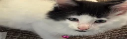 Mixed Breed cats for sale: Beautiful fluffy kittens  in Pudsey - Advert 3