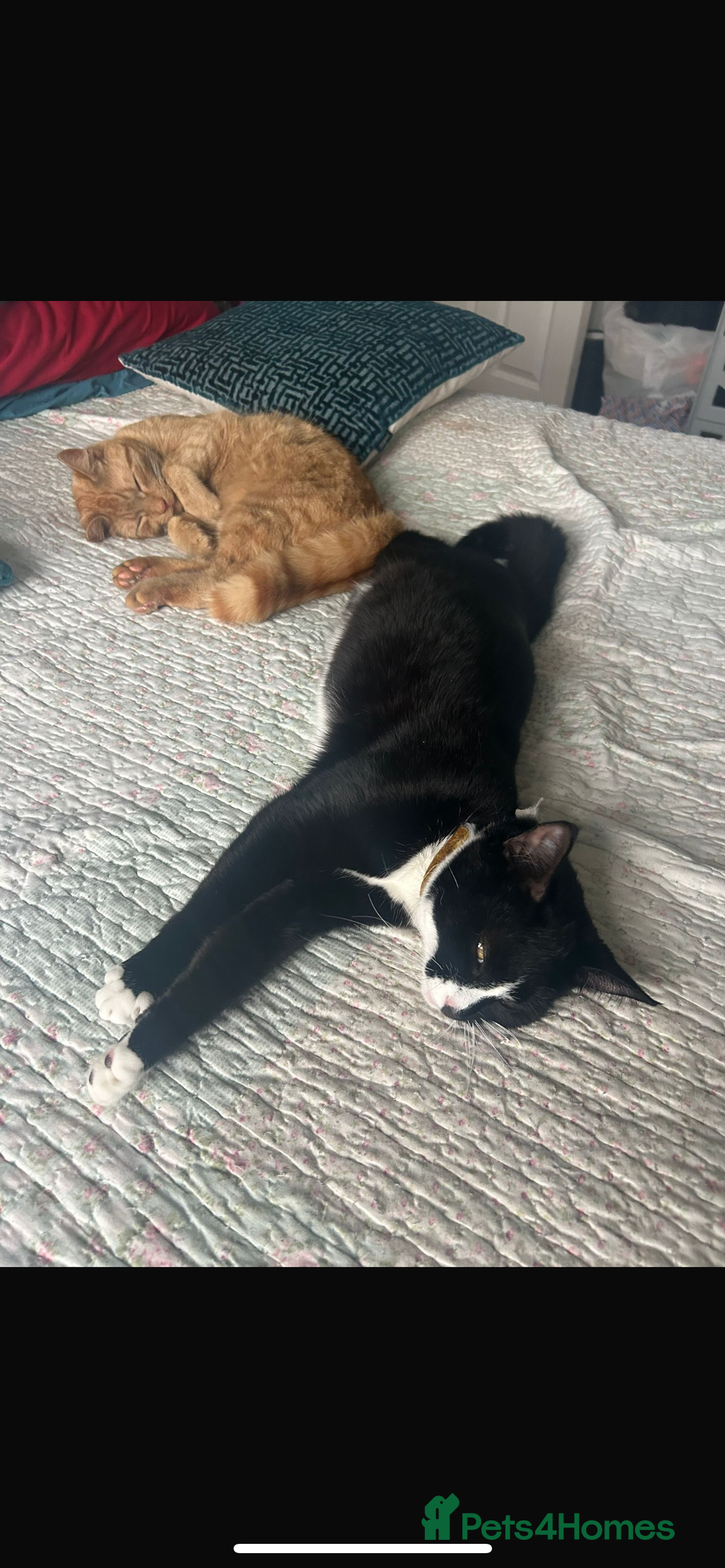 Mixed Breed cats for sale: 12wk Male Kitten – Bengal x British Shorthair - Advert 6