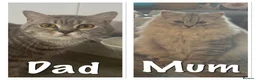 Mixed Breed cats for sale: British shorthair x Persian  - Advert 4