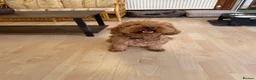 Cavapoo dogs for stud: For stud  - Advert 3