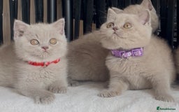 British Shorthair cats for sale: Beautiful Lilac BSH champion Line kittens - Image 8