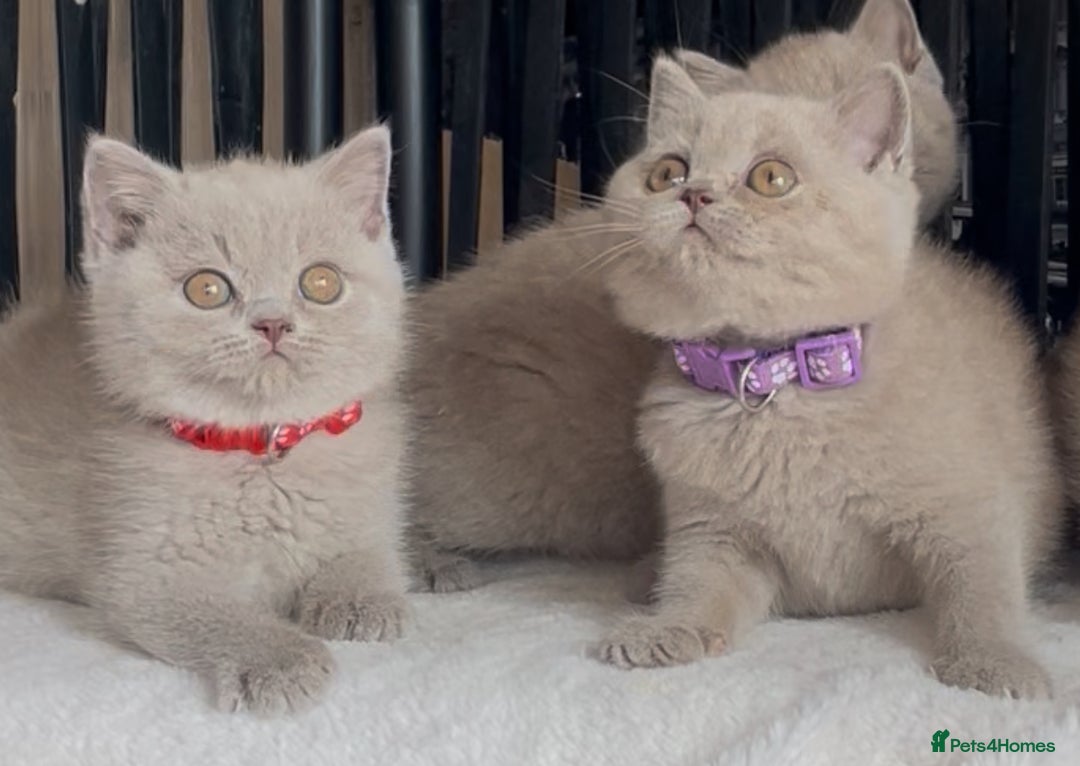 British Shorthair cats for sale: Beautiful Lilac BSH champion Line kittens - Image 8